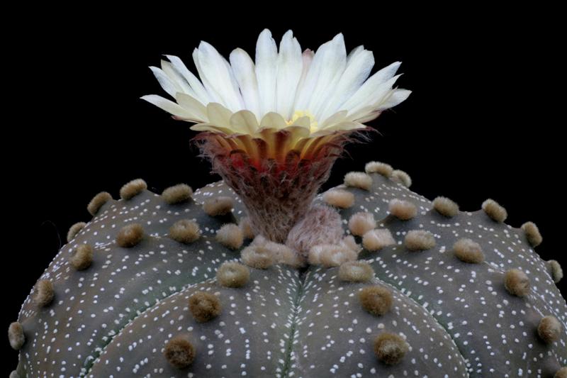 Astrophytum asterias 