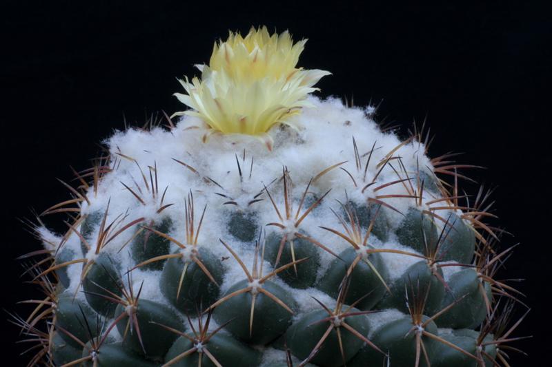 Coryphantha bumamma 