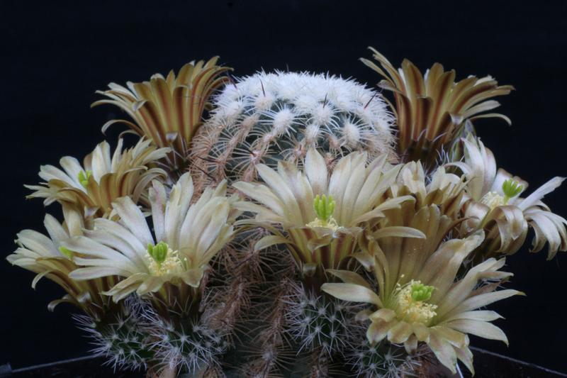 Echinocereus  chloranthus 