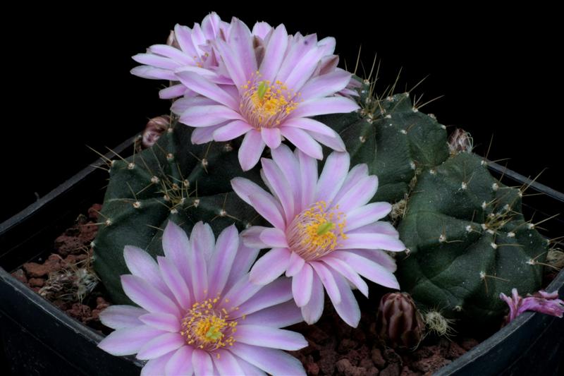 Echinocereus knippelianus 