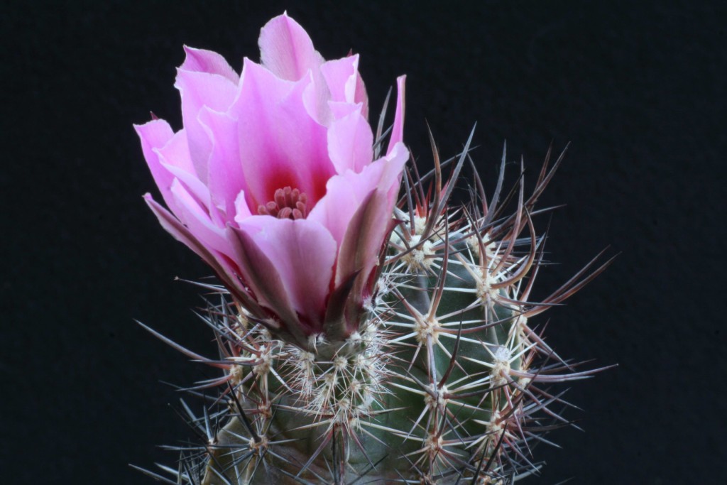 Echinocereus  lindsayi 