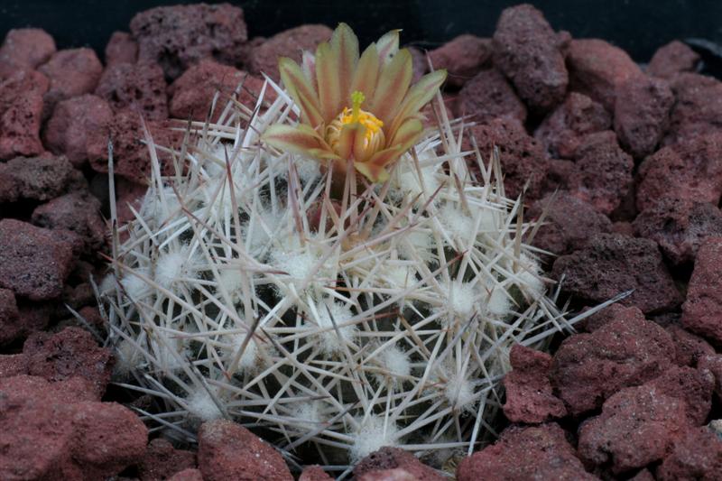 Escobaria robbinsorum 