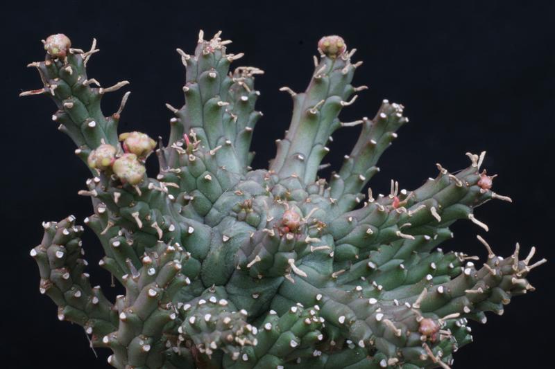 Euphorbia arida 