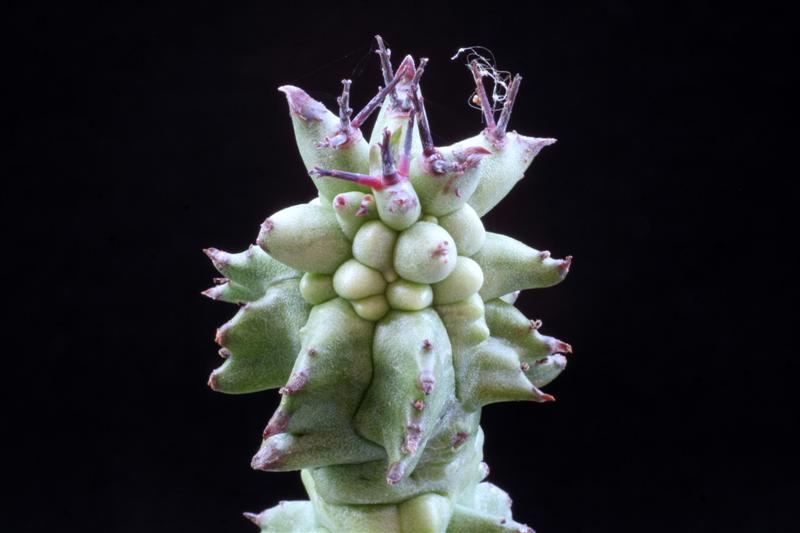 Euphorbia horrida f. monstruosa 