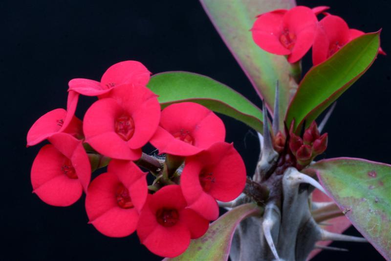 Euphorbia milii 