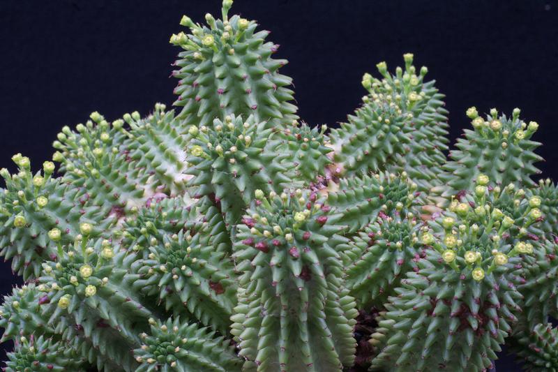 Euphorbia susannae 