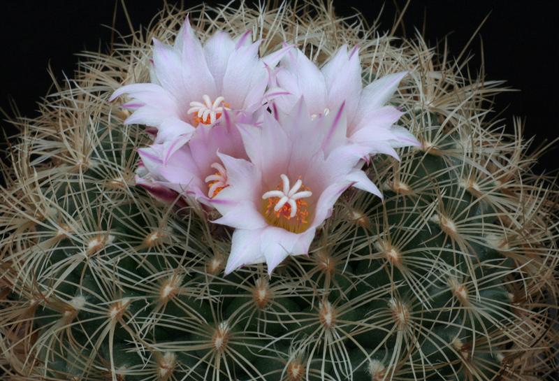 Gymnocactus knuthianus 