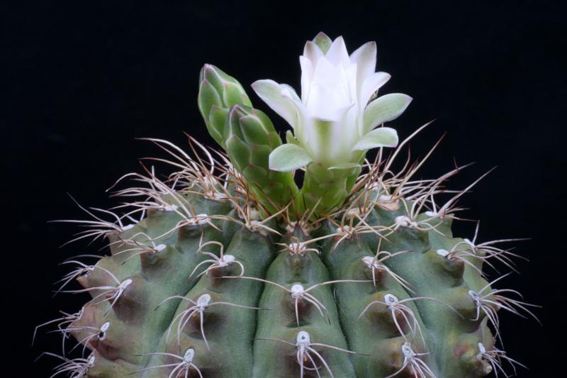 Gymnocalycium anisitsii 