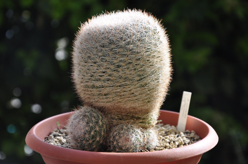 Mammillaria candida ROG 440