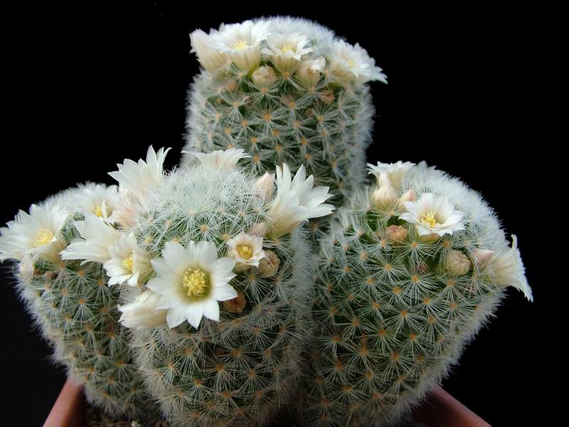 Mammillaria carmenae 