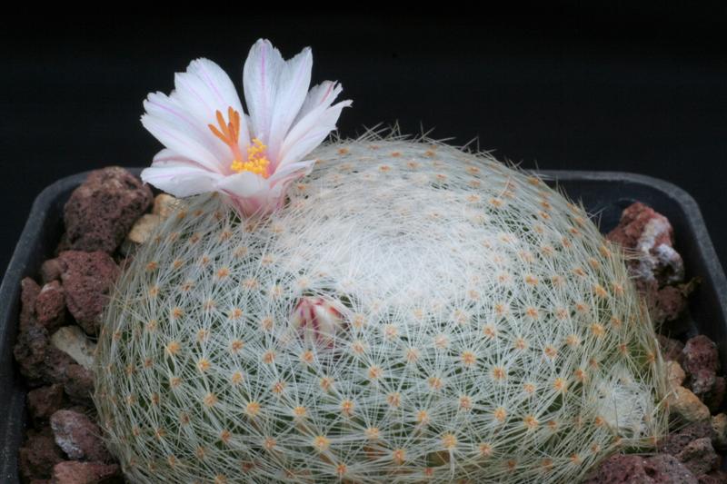 Mammillaria lenta 