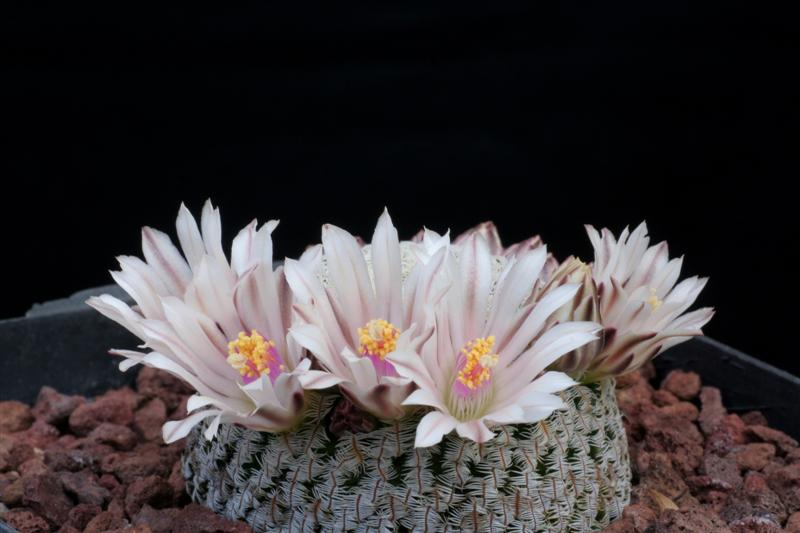 Mammillaria pectinifera 