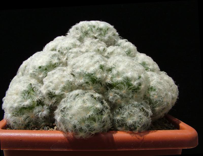 Mammillaria plumosa 