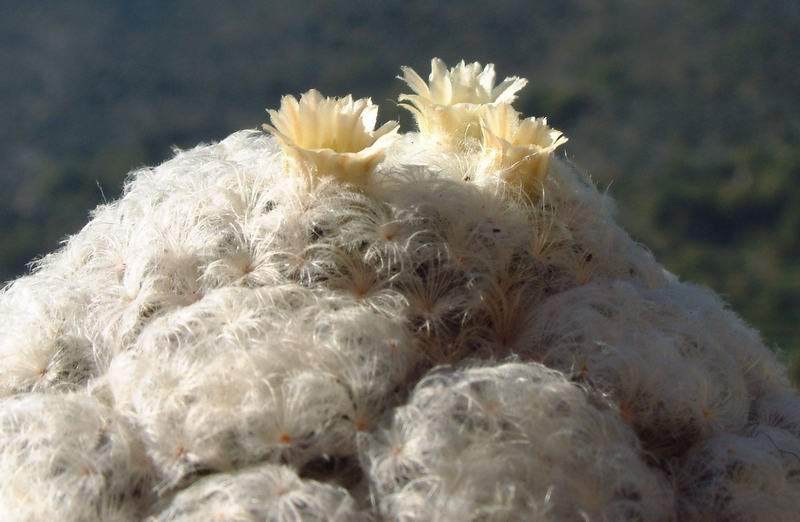 Mammillaria plumosa 