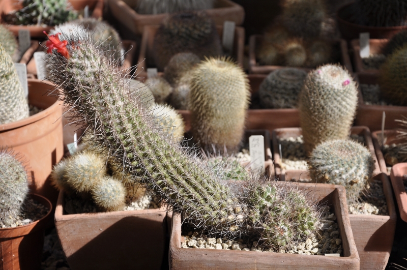 Mammillaria pondii ssp. maritima 