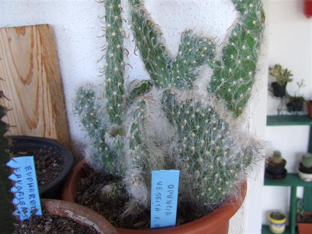 Opuntia vestita crestata f.mostruosa 