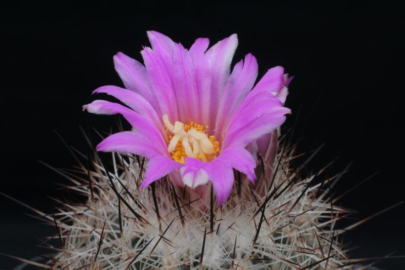 Rapicactus beguinii 