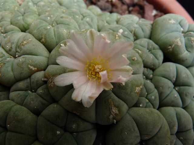 Lophophora williamsii f. caespitosa 