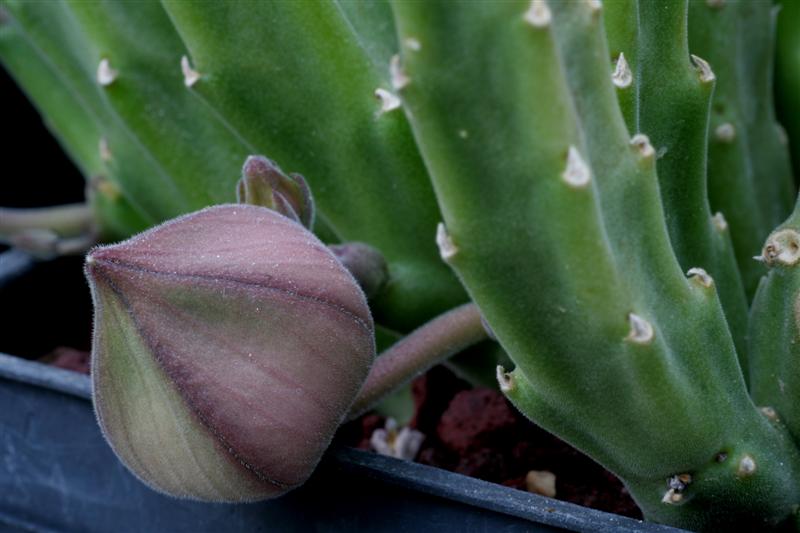 Stapelia hirsuta 