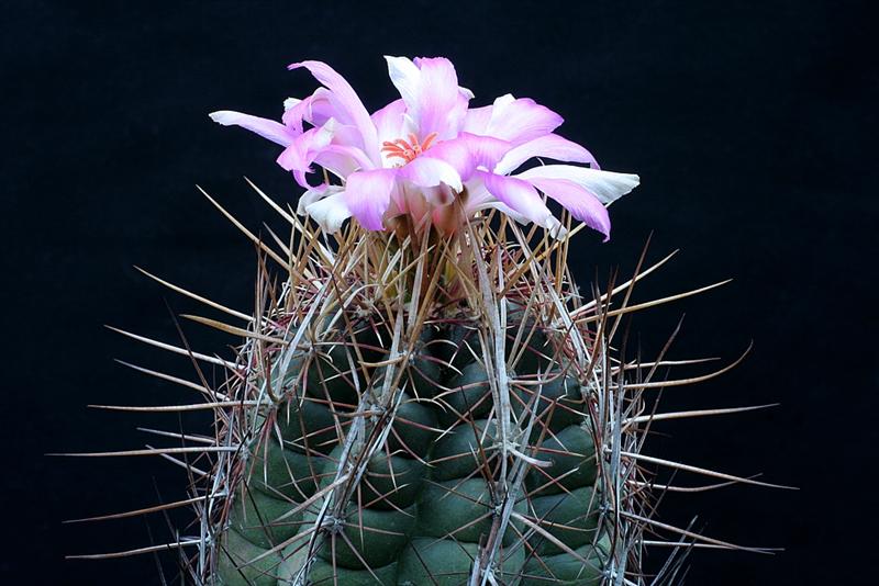 Thelocactus bicolor 