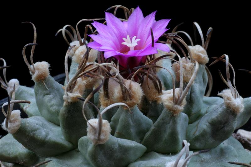 Turbinicarpus alonsoi 