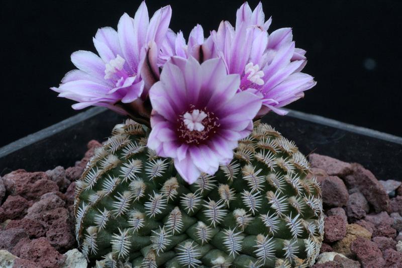 Turbinicarpus pseudopectinatus 