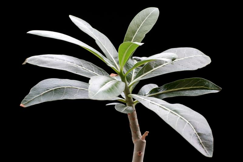 Adenium somalense 