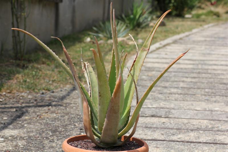 aloe vera