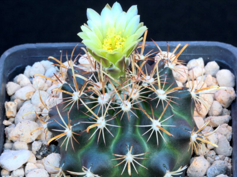 Ancistrocactus tobuschii 