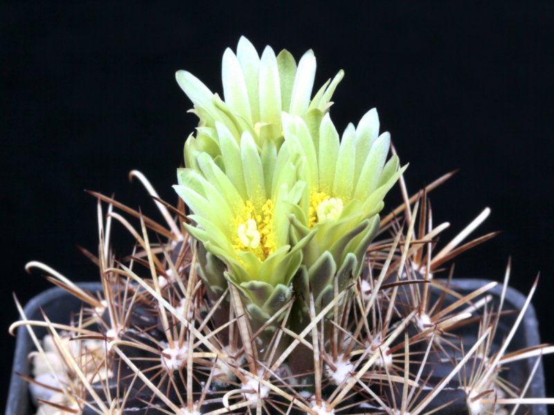 Ancistrocactus tobuschii 