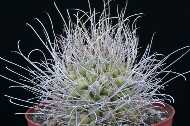 ancistrocactus uncinatus v. wrightii