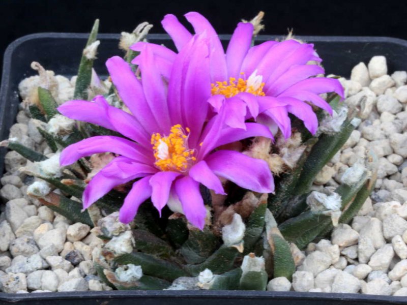 Ariocarpus agavoides 