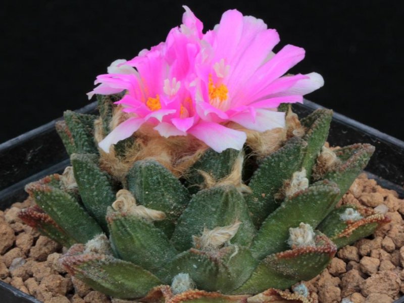 Ariocarpus bravoanus 