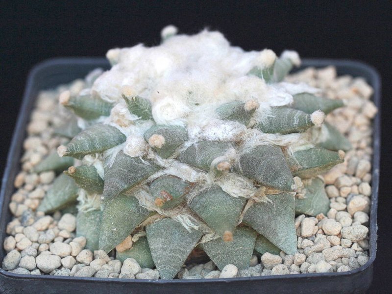 Ariocarpus retusus RS 150