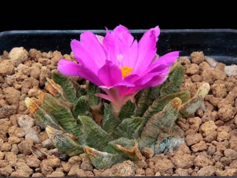 Ariocarpus scaphirostris 