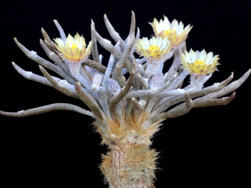 Astrophytum caput-medusae 