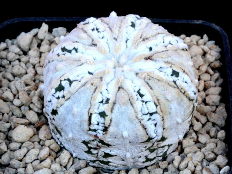 Astróphytum asterias 'Super Kabuto' 