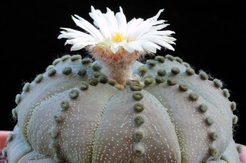 Astrophytum asterias 