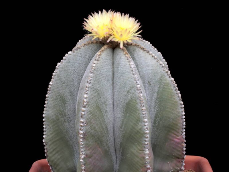 Astrophytum myriostigma 