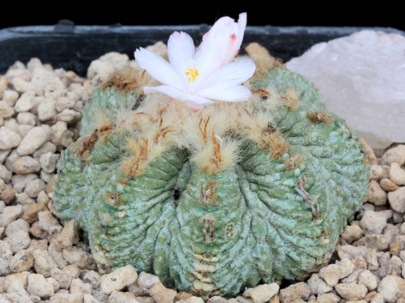 Aztekium ritteri 