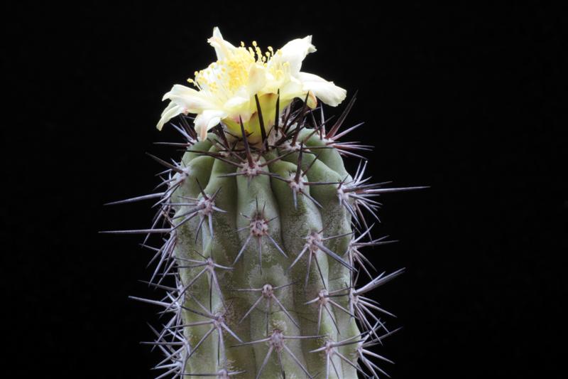 Copiapoa calderana 