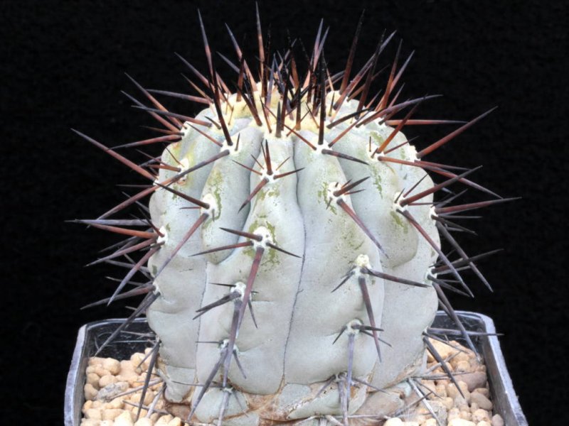 Copiapoa cinerea 