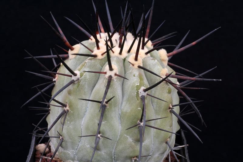 Copiapoa cinerea 