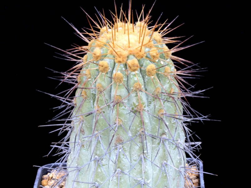 Copiapoa gigantea 