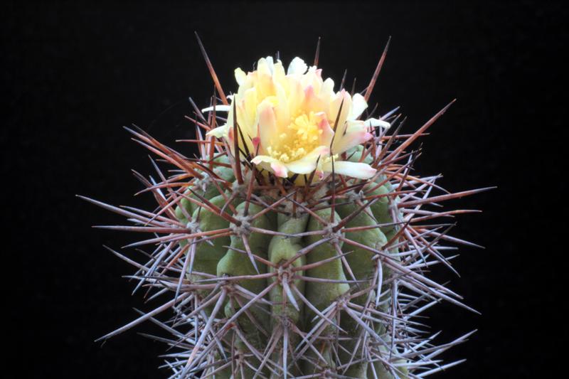 Copiapoa pseudocoquimbana 