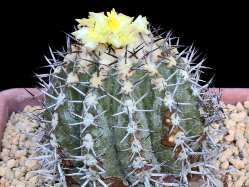 Copiapoa echinoides 