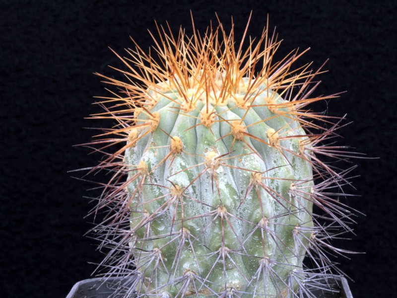 copiapoa haseltoniana f. tenebrosa