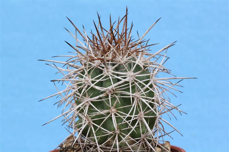 copiapoa pendulina