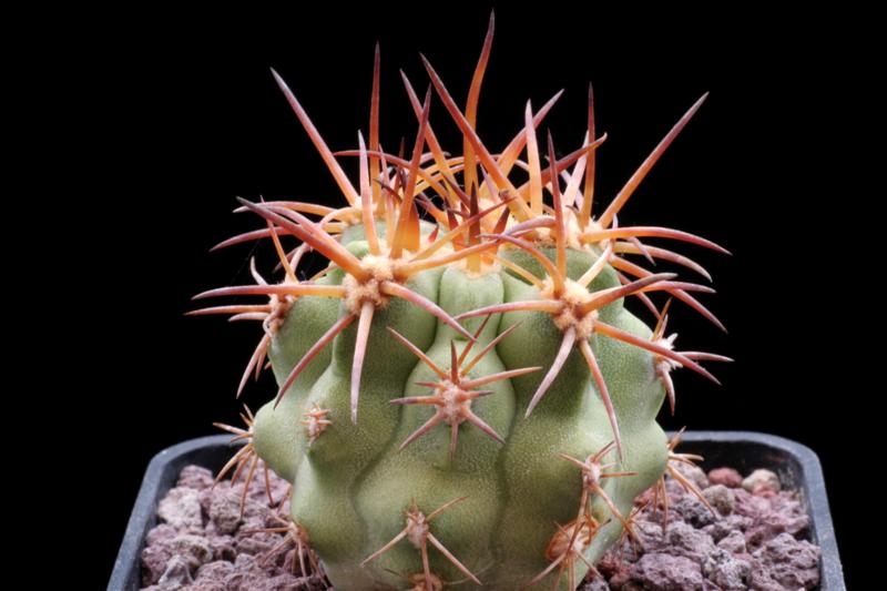 Copiapoa solaris 