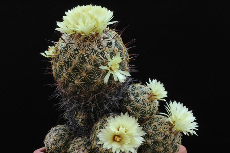 Coryphantha cornifera 